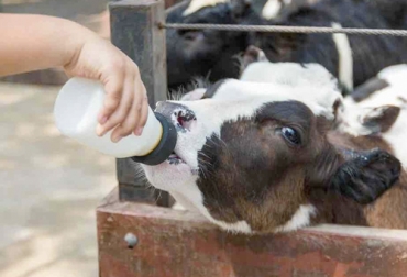 Para los terneros que nacen con deficiencia de calostro es importante suministro de vitaminas y complejo B. Foto: agrocolun.cl Ganadería, ganadería colombia, noticias ganaderas, noticias ganaderas colombia, CONtexto ganadero, calostro, cría, Terneros, calostro de terneros, suministro de calostro terneros, consumo de calostro, deficiencia de calostro, sistema inmune bovino, sistema inmune terneros