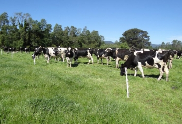 Los compuestos bioactivos de la leche se incrementan aún más cuando la alimentación de los animales combina hierba y maíz. Foto: agrarias.uach.cl Ganadería, ganadería colombia, noticias ganaderas, noticias ganaderas colombia, CONtexto ganadero, leche, ganadería de leche, vacas alimentadas a pasto, animal’s health, alimentación para vacas, vacas lecheras