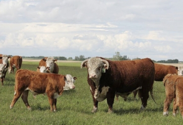 Esta prueba se hace para determinar qué tan eficiente es un toro a la hora de realizar todo el proceso de servir una vaca. Foto: datosagropecuarios.jimdofree.com Prueba capacidad de servicio, prueba capacidad de servicio en toros, libido ganadería, libido toro, examen reproductivo toro, examen fertilidad toros, examen de capacidad de servicio en toros, prueba capacidad de servicio reciente, prueba capacidad servicio toros ganado vacuno, ganaderos, ganaderos colombia, ganado, bovinos, ganado bovino, Ganadería, ganadería colombia, noticias ganaderas, noticias ganaderas colombia, CONtexto ganadero, contextoganadero