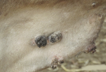 De acuerdo al experto, no hay una manera definitiva de curar o eliminar las verrugas, pero sí métodos de prevención. Foto: vivo.colostate.edu Las semillas y el extruido son los de mayor interés en la nutrición animal por su rica fuente de proteínas