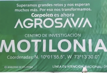 En el centro de investigación Motilonia de Agrosavia, en Cesar, se adelantan trabajos para evaluar el rendimiento del ganado de carne bajo sistemas silvopastoriles. Foto: @jlucasrestrepo Agrosavia, Motilonia, pastura, forraje, nutrientes, carne, carga por hectárea, sistema silvopastoril, árboles, arbustos, rotación, agrosavia sabanera, guinea mombasa, Romosinuano, brahman, sistema rotacional, potreros, cercas fijas, ceba, ganancia de peso, pastoreo rotacional, balance nutricional, Ganadería, ganadería colombia, noticias ganaderas colombia, CONtexto ganadero