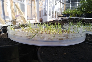 La evaluación in vitro de la producción de reguladores de crecimiento fue una de las partes del proceso de investigación. Foto: Sandra Lucía Patiño – UNAL. ganadería, ganadería colombia, noticias ganaderas, noticias ganaderas colombia, contexto ganadero, bacterias, pasto Ryegrass perenne, Azospirillum, Herbaspirillum, Pseudomonas, producción de biomasa, Corporación Colombiana de Investigación Agropecuaria, agrosavia, fijación de nitrógeno, bacterias pasto, crecimiento del pasto con bacterias, agencia de noticias UN,