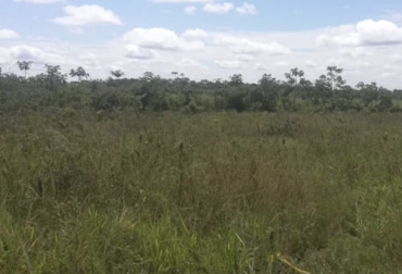 Ganaderos de Barranca de Upía desarrollarán proyectos agro silvopastoriles con el sorgo forrajero JJT-18 de Agrosavia. Foto: veracruz.com.co Barranca de Upía, Agrosavia, Fedegán, Tecnigán, sorgo forrajero, pastos, agro silvopastoriles, maíz, banco de maquinaría, silos, ensilaje, pasturas, alimentación, suplementación, ganadería, ganadería Colombia, noticias ganaderas Colombia, contexto ganadero