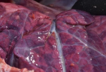 Los casos de bronquitis verminosa en ganado bovino son frecuentes en Colombia, aunque la enfermedad poco se ha estudiado con detenimiento. Foto: produccion-animal.com.ar Bronquitis verminosa, Bronquitis verminosa en Colombia, tratamiento bronquitis verminosa, diagnóstico bronquitis verminosa, síntomas bronquitis verminosa, bronquitis verminosa en terneros, bronquitis verminosa en adultos bovinos, bronquitis verminosa bovinos, ganaderos, ganaderos colombia, ganado, bovinos, ganado bovino, Ganadería, ganadería colombia, noticias ganaderas, noticias ganaderas colombia, CONtexto ganadero, contextoganadero
