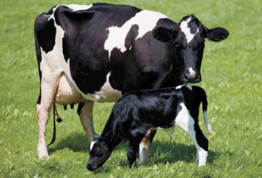 Los cambios metabólicos de las vacas en transición pueden generar enfermedades como la citosis y el hígado graso. Foto: consorciolechero.cl enfermedades metabólicas, Vacas en transición, requerimientos energéticos, Producción lechera, Reproducción Bovina, materia seca, Balance Energético Negativo, grasa corporal, ácidos grasos, cetosis subclínica, triglicéridos, hipocalcemia puerperal, mastitis, fiebre de la leche, Ganadería, ganadería colombia, noticias ganaderas colombia, CONtexto ganadero