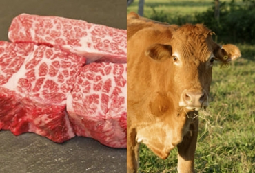 Aunque el marmoleo de la carne se asocia más a cierto tipo de razas, es necesaria una alimentación adecuada para explotar el potencial de grasa intramuscular que tienen los bovinos. Foto: territoriogastronomico.com - Fedegán FNG Marmoleo carne ganado bovino, marmoleo res, marmoleo carne, marmoleo carne de res, marmoleo alimentación, marmoleo carne de vaca, marmoleo depende de la alimentación, marmoleo ganado alimentado con pasto, marmoleo, marbling, marmoleo razas bovinas, Raza Wagyu, razas de ganado bovino, raza angus, Angus, Wagyu, ganaderos, ganaderos colombia, ganado, bovinos, ganado bovino, Ganadería, ganadería colombia, noticias ganaderas, noticias ganaderas colombia, CONtexto ganadero, contextoganadero