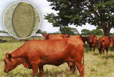 El control de parásitos gastrointestinales en el hospedero puede hacerse a través de vacunas, mejor nutrición animal o incluso etnoveterinaria. Foto: Fedegán FNG - repositorio.upec.edu.ec control parásitos, parásitos internos, control parásitos internos, control de parásitos en forrajes, rotación de potreros, control de parásitos internos en bovinos, animales resistentes, etnoveterinaria, uso de vacunas para parásitos, parásitos vacunas, mejoramiento nutricional, ganaderos, ganaderos colombia, ganado, bovinos, ganado bovino, Ganadería, ganadería colombia, noticias ganaderas, noticias ganaderas colombia, CONtexto ganadero, contextoganadero