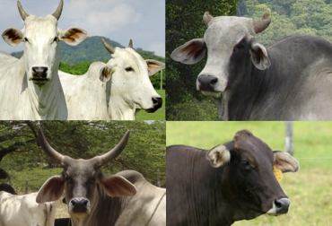 El experto comsidera que el cruce de Pardo Suizo con animales cebuinos son buenos para sistemas doble propósito. Foto: realwood.co - Fedegán - FNG ganadería, ganadería colombia, noticias ganaderas, noticias ganaderas colombia, contexto ganadero, doble propósito, cruce entre pardo suizo, ganado pardo suizo, animales pardo suizo, ganado brahmán, ganado nelore, ganado guzerá, cruces entre brahmán, cruces entre nelore, cruces entre guzerá, cruces animales doble propósito