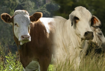 El simbrah es una opción rentable para los ganaderos de doble propósito porque cada una de las razas hace un aporte importante. Foto: Fedegán FNG Simmental, brahman, cebú, cruces, carne, leche, doble propósito, vacas, toros, transferencia de embriones, trabajo genético, rendimientos, destete, Terneros, ganancia de peso, adaptabilidad, longevidad, Alemania, Austria, Ganadería, ganadería colombia, noticias ganaderas colombia, CONtexto ganadero