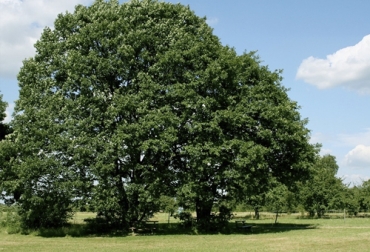 La captura de carbono por parte de pasturas puede ser de 1.7 toneladas por hectárea al año. Foto: concienciaeco.com ganadería, ganadería colombia, noticias ganaderas, noticias ganaderas colombia, contexto ganadero, ganadería colombiana sostenible, ganadería sostenible, sistemas silvopastoriles, estrategias sistemas silvopastoriles, Emisiones de Gases Efecto Invernadero, Emisiones de gases, reducción de bases, emisiones de carbono, captura de carbono, captura de carbono pasturas