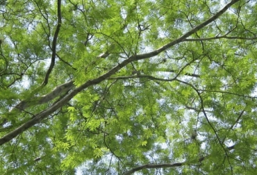 El ébano es una especie que puede ser mezclado con la caña de azúcar para garantizar la luz, facilitar cosecha e impedir que la caña crezca hasta cubrir árboles. Foto: catalogofloravalleaburra.eia.edu.co ganadería, ganadería colombia, noticias ganaderas, noticias ganaderas colombia, contexto ganadero, ganadería colombiana sostenible, ganadería sostenible, especies nativas, árboles nativos, árboles nativos en colombia, ganadería colombiana sostenible, proyecto ganadería colombiana sostenible, ebano, ébano en ganadería, fijación de nitrigeno ébano, sistemas silvopastoriles ébano, ébano con caña de azucar