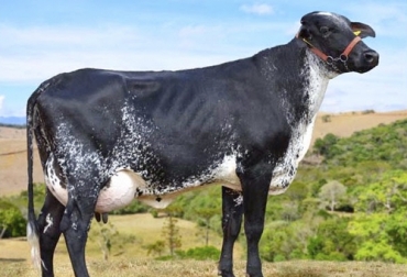 Con el ganado girolando los productores del trópico bajo logran buenos resultados en cantidad y calidad de la leche. Foto: generalidadesdelaganaderiabovina.blogspot.com holstein, Gyr, Girolando, leche, trópico bajo, novillas, cruces, Inseminación, pangola, pasto Estrella, elefante morado, alimentación, sorgo forrajero, concentrados, lácteos, transformación, Ganadería, ganadería colombia, noticias ganaderas colombia, CONtexto ganadero