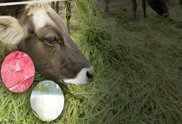 Investigadores de EE. UU. encontraron que la carne y la leche del ganado alimentado con pasto contiene fitonutrientes que mejoran la salud humana. Foto: elproductor.com - es.quora.com - perulactea.com Carne leche fitonutrientes, carne leche pasto fitonutrientes, animales alimentados con pasto fitonutrientes, animales alimentados con pasto salud humana, Carne pasto 2021, carne de vaca alimentada con pasto, mercado de la carne alimentada con pasto, carne pasto mundo, consumo de carne de vaca, beef 2021, estudio sobre carne de vaca alimentada con pasto, ganaderos, ganaderos colombia, ganado, bovinos, ganado bovino, Ganadería, ganadería colombia, noticias ganaderas, noticias ganaderas colombia, CONtexto