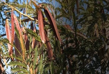 La leucaena leucocephala contiene una importante cantidad de carbono sumado a lo que está atrapado en el tallo de la planta. Foto: ris-ky.info Ganadería, ganadería colombia, noticias ganaderas, noticias ganaderas colombia, CONtexto ganadero, ganadería colombiana sostenible, Ganadería Sostenible, leucaena, tipos de leucaena, consevación semilla de leucena, selección semilla de leucaena