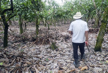El aprovechamiento de la hojarasca para fertilizar y nutrir los suelos es una técnica que da buenos resultados. Foto: colpos.mx Sistemas silvopastoriles, suelos, gramíneas, árboles, arbustos, nutrición, forraje, sombra, Bienestar Animal, ganancia de peso, fertilidad, producción agropecuaria, hojarasca, Agrosavia, descomposición, ecosistema arbóreo, Guácimo, caña fístula, campano, acacia forrajera, Totumo, especies maderables, Ceiba Tolua, caoba, Angleton, mombasa, Ganadería, ganadería colombia, noticias ganaderas colombia, CONtexto ganadero