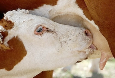 Para el experto, el momento ideal es el periodo seco porque determina la lactancia en el bovino. Foto: perulactea.com Ganadería, ganadería colombia, noticias ganaderas, noticias ganaderas colombia, CONtexto ganadero, lactancia, periodo de lactancia, periodo seco del ganado bovino, ganado bovino, intervalo de partos, sistema doble propósito, doble propósito