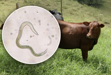 Los animales más susceptibles a los parásitos gastrointestinales son los más jóvenes o los que no han tenido contacto con los nematodos. Foto: Fedegán FNG - simas.org.ni Susceptibilidad animal parásitos gastrointestinales, susceptibilidad animales nematodos gastrointestinales, Nematodos en bovinos, argentina, méxico, Colombia, nematodos gastrointestinales en bovinos, nematodos vacas, nematodos rumiantes, tratamiento para nematodos gastrointestinales, Parásitos en bovinos, parásitos en vacas, ganaderos, ganaderos colombia, ganado, bovinos, ganado bovino, Ganadería, ganadería colombia, noticias ganaderas, noticias ganaderas colombia, CONtexto ganadero, contextoganadero