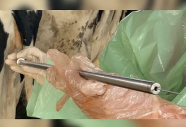 Los investigadores aseguran que con la nueva técnica de inseminación artificial se aporta al bienestar animal en las fincas. Foto: animalshealth.es Ganadería, ganadería colombia, noticias ganaderas, noticias ganaderas colombia, CONtexto ganadero, inseminación artficiial, gestaciones dobles en bovinos, gestaciones dobles en vacas, nueva técnica de inseminación artificial