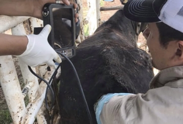 La palpación rectal puede llevarse a cabo con mucha frecuencia en las explotaciones ganaderas para evaluar las gestaciones en sus animales. Foto: facebook.com/ovusemreproduccionbovina Ganadería, ganadería colombia, noticias ganaderas, noticias ganaderas colombia, CONtexto ganadero, partos, partos bovinos, limpieza en los partos de los bovinos, minerales partos bovinos, raza bovina, intervalo de partos en bovinos, días abiertos en bovinos, peso al destete, edad y peso al primer parto, porcentaje de partos al año, manejo reproductivo, reproductividad bovina, herramientas reproductividad bovina, palpación rectal, seguimiento de partos