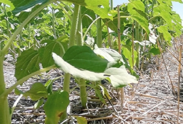 Las raíces de los arboles aflojan el suelo y permiten que el agua llegue a capas más profundas. Foto: agropopular.com ganadería, ganadería colombia, noticias ganaderas, noticias ganaderas colombia, contexto ganadero, protección del suelo, suelo, arboles, plantación de arboles, plantar arboles, fijación de nitrógeno, arboles fijación de nitrógenos, fertilidad de los arboles
