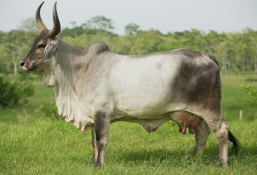 En los años 90 solo se importaron 187 animales Guzerá, razón por la que hoy el la cantidad es muy baja en Colombia. Foto:Finca Santa María de Córdoba Ganadería, ganadería colombia, noticias ganaderas, noticias ganaderas colombia, CONtexto ganadero, ganadería colombiana sostenible, Ganadería Sostenible, raza Guzerá, raza guzera en colombia, posicionamiento raza guzera en Colombia