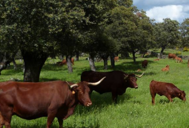 De acuerdo con la FAO, solo un 10 % de las razas autóctonas no están amenazadas. Foto: uco.es Ganadería, ganadería colombia, noticias ganaderas, noticias ganaderas colombia, CONtexto ganadero, Ganado criollo, Razas criollas, razas autóctonas, razas autóctonas en colombia, beneficios razas criollas medio ambiente, ecosistemas