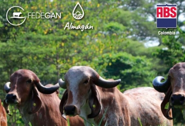 ABS Colombia y Almagán venderán de manera virtual pajillas de los mejores toros de carne y leche para que los ganaderos se hagan a buen material para sus hatos. Foto: Cortesía ABS, Almagán, venta virtual, pajillas, toros, pastoreo, adaptabilidad, trópico, fertilidad, flujo de caja, empresa ganadera, carne, leche, Inseminación, embriones, silvopastoriles, Genética, biomas, Ganadería, ganadería colombia, noticias ganaderas colombia, CONtexto ganadero