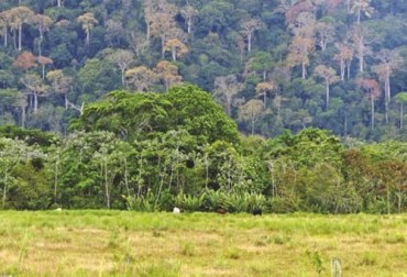 El libro focaliza la experiencia que tuvieron con 13 especies de árboles nativos durante el proyecto Ganadería Colombiana Sostenible. Foto: cipav.org.co Ganadería, ganadería colombia, noticias ganaderas, noticias ganaderas colombia, CONtexto ganadero, ganadería colombiana sostenible, Ganadería Sostenible, especies nativas, árboles nativos, árboles nativos en colombia, Proyecto Ganadería Colombiana Sostenible