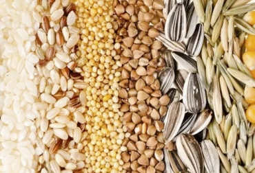 El valor cultural de la semilla depende del análisis que haga el productor antes de adquirirla. Foto: infoagro.com.ar ganadería, ganadería colombia, noticias ganaderas, noticias ganaderas colombia, contexto ganadero, semillas, escogencia de semillas, compra de semilas, compra de semillas finca, cuál semilla compro, qué semilla compro, qué semilla le sirve a mi finca, semillas para pasturas, semillas para fincas, ganaderos, ganaderos colombia, valor cultural semillas