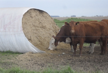 El experto indica que el silo de maíz aporta alrededor de 1.2 y 1.4 mega calorias de energía neta de lactancia a los animales. Foto: elabcrural.com Ganadería, ganadería colombia, noticias ganaderas, noticias ganaderas colombia, CONtexto ganadero, ganadería colombiana sostenible, Ganadería Sostenible, ensilaje de maíz, conservación de alimentos, silo de maíz, silo de maíz para ganado, cantidad de silo para ganado, recomendaciones ensilaje de maíz