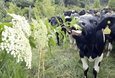 Según el experto la opción que tienen los ganaderos colombianos es reconvertirse en modelos más sostenible. Foto: Agrosavia Ganadería, ganadería colombia, noticias ganaderas, noticias ganaderas colombia, CONtexto ganadero, Ganadería Sostenible, sostenibilidad, manejo sostenible, sostenibilidad ambiental, manejo sostenible ganadería, precio de carne, carne sostenible, precio de leche, leche sostenible