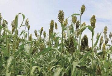 Productos como el sorgo forrajero forman parte del sistema agro silvopastoril que se emplea en la altillanura para las actividades ganaderas. Foto: tvgan.com.co agro, silvopastoril, sorgo forrajero, Agrosavia, productividad, rendimiento, ensilaje, maíz, altillanura, alimentación, suplementación, épocas críticas, disponibilidad de forrajes, condición corporal, parámetros productivos, parámetros reproductivos, biomasa, estrés, silo bolsa, Ganadería, ganadería colombia, noticias ganaderas colombia, CONtexto ganadero