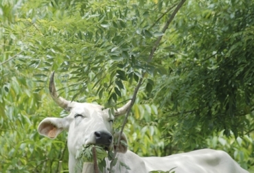 El experto considera que es importante resaltar que el sistema silvopastoril puede contribuir a recuperar y a capturar carbono. Foto: veterinarioalternativo.com Ganadería, ganadería colombia, noticias ganaderas, noticias ganaderas colombia, CONtexto ganadero, ganadería colombiana sostenible, Ganadería Sostenible, Sistemas silvopastoriles, estrategias sistemas silvopastoriles, emisiones de gases efecto invernadero, Emisiones de gases, reducción de bases, emisiones de carbono