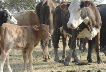 Una de las técnicas de reproducción más comunes es la monta directa continua en la que el celo es detectado por los toros. Foto: agrovoz.lavoz.com.ar Ganadería, ganadería colombia, noticias ganaderas, noticias ganaderas colombia, CONtexto ganadero, partos, partos bovinos, limpieza en los partos de los bovinos, minerales partos bovinos, raza bovina, intervalo de partos en bovinos, días abiertos en bovinos, peso al destete, edad y peso al primer parto, porcentaje de partos al año, manejo reproductivo, reproductividad bovina, herramientas reproductividad bovina, palpación rectal, seguimiento de partos