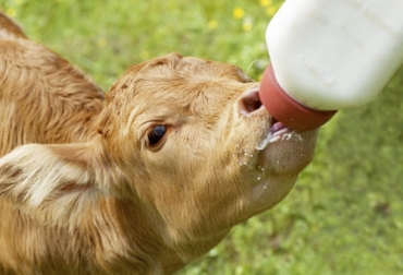 Una de las actividades clave en cualquier hato es el destete porque de allí se deriva el futuro de su ganadería, de ahí la importancia de tener todos los cuidados del caso. Foto: portalveterinaria.com Predestete, destete, postdestete, ternero, estrés, vaca, cría, potrero, topizar, castrar, pérdida de peso, condición corporal, ganancia de peso, ubre, preñeces, Ganadería, ganadería colombia, noticias ganaderas colombia, CONtexto ganadero