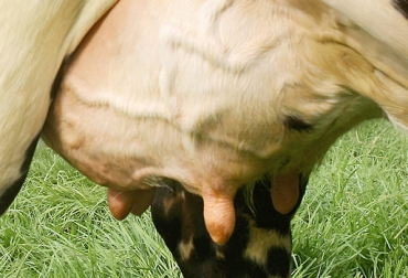 El puntaje de la ubre tiene unas medidas en donde 1 es excelente limpieza y 4 es muy sucia. Foto: fedegan.org.co Ganadería, ganadería colombia, noticias ganaderas, noticias ganaderas colombia, CONtexto ganadero, salud glándula mamaria, puntaje de la ubre, pruebas de mastitis, mastitis, prevención de mastitis, plan sanitario, creación de plan sanitario, salud del hato