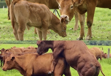 En el caso de las vacas, el experto explica que son productivamente eficientes en el hato hasta el parto 5, pues a partir de 6 ya se disminuyen sus niveles. Foto: Fedegán FNG - zoovetesmipasion.com Ganadería, ganadería colombia, noticias ganaderas, noticias ganaderas colombia, CONtexto ganadero, partos, partos bovinos, limpieza en los partos de los bovinos, raza bovina, intervalo de partos en bovinos, días abiertos en bovinos, edad y peso al primer parto, porcentaje de partos al año, manejo reproductivo, reproductividad bovina, seguimiento de partos, edad productividad vacas, edad reproductiva vacas, edad reproductiva toros, edad de trabajo toros, edad de trabajo vacas