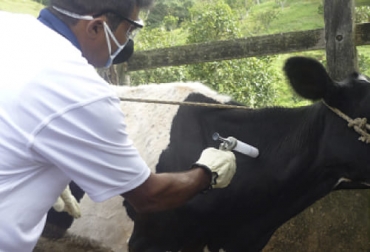 En Colombia existen dos tipos de biológicos para la brucelosis, la Cepa 19 y la Cepa RB-51. Foto: Fedegán - FNG ganadería, ganadería colombia, noticias ganaderas, noticias ganaderas colombia, contexto ganadero, brucelosis, brucelosis bovina, brucelosis bovina en colombia, normatividad brucelosis bovina en colombia, dudas de brucelosis bovina, resultados pruebas de brucelosis bovina, diagnóstico de brucelosis bovina, efectos brucelosis bovina, pruebas de diagnóstico, muestras de diagnóstico de brucelosis bovina, cepa 19, vacuna cepa 19, rb 51