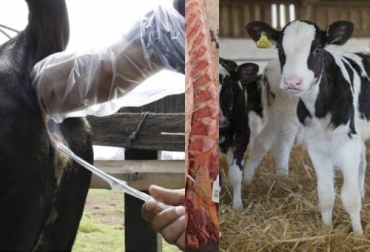 El experto recomienda al productor que haga el proceso de inseminación artificial debido a que así sale menos costoso y se logra analizar todo el proceso de crianza. Foto: nutricionanimal.info - agronegocios.uniandes.edu.co Ganadería, ganadería colombia, noticias ganaderas, noticias ganaderas colombia, CONtexto ganadero, mejoramiento genético, Genética, genética en colombia, inseminación artificial, inseminación artificial en colombia, adquisición de terneros mejorados, terneros mejorados, terneros con mejor genética
