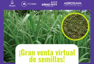 Este 25 de marzo se realiza una gran venta virtual de semillas para aprovechar el inicio de la temporada de lluvias. Foto: Cortesía semillas, Almagán, Sáenz Fety, Agrosavia, venta virtual, promoción, pastos, Forrajes, pasturas, Ibex, Dorcas, Shogun, avena forrajera, Alto Andina, Wizard, brachiarias, Sabiá, DECUMBENS, Brizantha Maraundu, piatá, Xaraes, Toledo, HUMIDICOLA, Dictyoneura, Panicum, Megathyrsus, Mombaza, Tanzania, agrosavia sabanera, Ganadería, ganadería colombia, noticias ganaderas colombia, CONtexto ganadero