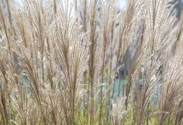 En la anatomía de las gramíneas, las raíces y el rizoma permiten tener claro el crecimiento por debajo y por encima del suelo respectivamente. Foto: jardineriaon.com Ganadería, ganadería colombia, noticias ganaderas, noticias ganaderas colombia, CONtexto ganadero, plagas, plagas argentina, exportación moscas estériles, exportación argentina moscas estériles, moscas del mediterráneo, exportación de Argentina a Chile y Bolivia, Bolivia, Chile