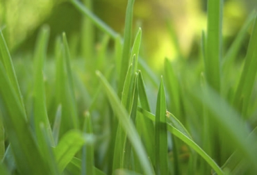 Estas bacterias promotoras se encargan de la producción de nitritos en los pastos. Foto: zoovetesmipasion.com ganadería, ganadería colombia, noticias ganaderas, noticias ganaderas colombia, contexto ganadero, bacterias promotoras del crecimiento, bacterias promotoras del crecimiento vegetal, bacterias crecimiento vegetal, función bacterias promotoras crecimiento vegetal, biofertilizantes, productos biofertilizantes en colombia