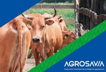 Gracias a los bancos de germoplasma las razas criollas han logrado sobrevivir y multiplicarse en Colombia. Foto: editorial.agrosavia.co banco de germoplasma, Agrosavia, Razas criollas, conservación, investigación, mantenimiento, Romosinuano, costeño con cuernos, Blanco Orejinegro, chino santandereano, hartón del valle, sanmartinero, Caqueteña, enfermedades, parásitos, eficiencia alimenticia, Forrajes, termorregulación, tolerancia al calor, habilidad materna, fertilidad, intervalos entre partos, longevidad, temperamento dócil, Ganadería, ganadería colombia, noticias ganaderas colombia, CONtexto ganadero