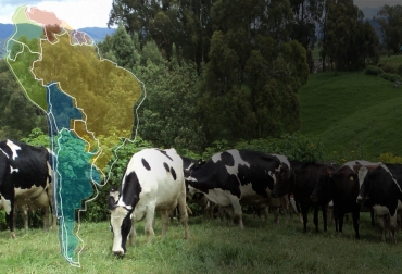 Hay un número creciente de productores y líderes de la industria que también presionan por una industria de carne sustentable. Foto: Fedegán FNG - es.vecteezy.com ganadería, ganadería colombia, noticias ganaderas, noticias ganaderas colombia, contexto ganadero, carne, carne sostenible, carne a pasto, carne sostenible en suramérica, producción de carne sostenible, trazabilidad carne, carne premium, carne a pasto, producción de carne a pasto,