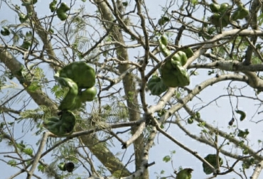 La madera del orejero tiene una textura de media a gruesa y cuenta con buena facilidad para secar. Foto: catalogofloravalleaburra.eia.edu.co ganadería, ganadería colombia, noticias ganaderas, noticias ganaderas colombia, contexto ganadero, ganadería colombiana sostenible, ganadería sostenible, especies nativas, árboles nativos, árboles nativos en colombia, ganadería colombiana sostenible, proyecto ganadería colombiana sostenible, orejero, usos del orejero, orejero en sistemas ganaderos, suplementación para ganado con orejero, aspectos claves del orejero, madera del orejero, ecología del orejero