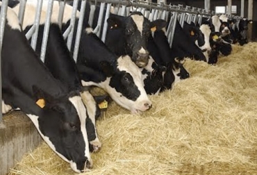La producción de leche en un sistema estabulado ha tenido éxito en el caso de Ecoláctea, aunque se deben tener en cuenta ciertos principios para que el negocio sea rentable. Foto: Captura de pantalla del video https://www.youtube.com/watch?v=QrnSpmkGj7I del canal de youtube TvAgro Hacienda Extremadura, Ecoláctea, confort, compostaje, estabulado, leche, nutrición, costo de producción, materias primas, maíz, avena, concentrado, Agua, alimentación, estiércol, ordeño, Bienestar Animal, confort, manejo, ensilaje, Heno, levante, sala cuna, maquinaria, producción agrícola, raigrás, fertilización, Ganadería, ganadería colombia, noticias ganaderas colombia, CONtexto ganadero