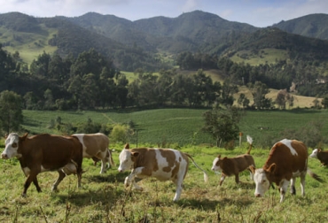 En diversos municipios de Cundinamarca los ganaderos han escogido el ganado simmental por su adaptabilidad y rusticidad que los hace aptos para las condiciones propias del altiplano. Foto: Fedegán FNG Simmental, Angus, brahman, rusticidad, adaptabilidad, leche, carne, doble propósito, cría, toros, Programadores, donadoras, monta, sólidos, proteínas, valor agregado, Terneros, cruzamientos, reproductores, Ganadería, ganadería colombia, noticias ganaderas colombia, CONtexto ganadero
