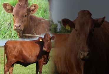 La Bonsmara es una raza de ganado de carne que gracias a sus orígenes en Sudáfrica se adapta prácticamente a cualquier condición climática de Colombia por lo que tiene un buen presente y un gran futuro. Foto: bonsmaracolombia.com bonsmara, Sudáfrica, Llanos Orientales, Acacías, adaptabilidad, longevidad, habilidad materna, crías, toros, evaluaciones, carne, capacidad respiratoria, juzgamientos, ganancia de peso, conversión, silvopastoril, yopo, mansedumbre, embriones, Inseminación, registro, cobertura de grasa, Ganadería, ganadería colombia, noticias ganaderas colombia, CONtexto ganadero