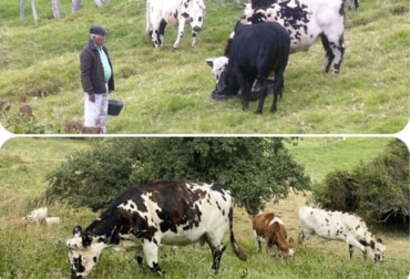 Con el fin de garantizar la sanidad e inocuidad pecuaria, el ICA actualizó los requisitos que deben cumplir los predios para obtener el registro sanitario. Foto: ica.gov.co registro sanitario, predio pecuario, ICA, bovina, bufalina, équida, porcina, ovina, caprina, aviar, acuicultura, Ciclos de Vacunación, Fiebre aftosa, Brucelosis Bovina, peste porcina clásica, Guía Sanitaria de Movilización Interna, Ganadería, ganadería colombia, noticias ganaderas colombia, CONtexto ganadero