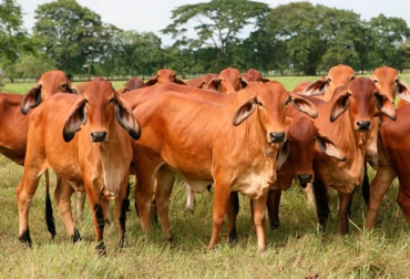 De acuerdo con la ganadera y experta de Canadá, los productores se han dado cuenta que no hay que buscar el máximo rendimiento de los animales, pues eventualmente podrían presentar problemas si no están adaptados al ambiente. Foto: Fedegán-FNG Selección genética, selección genética ganadería, diferencia esperada de progenie, mejoramiento genético, verdades del mejoramiento genético, mitos del mejoramiento genético, cuidados del mejoramiento genético, Genética, dudas del mejoramiento genético, manejo mejoramiento genético, mejoramiento genético en Colombia, ganaderos, ganaderos colombia, ganado, vacas, vacas Colombia, bovinos, ganado bovino, Ganadería, ganadería colombia, noticias ganaderas, noticias ganaderas colombia, CONtexto ganadero, contexto